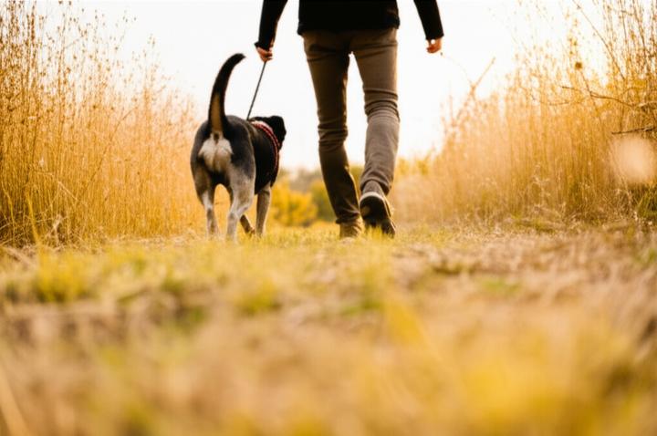 Finding Balance in Mixed-Orientation Relationships: When One Partner is Asexual